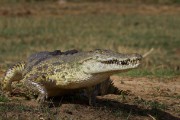 Nile crocodile : 2014 Uganda